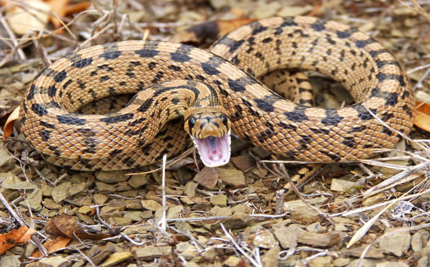 What To Do If You See A Snake And How To Treat Snake Bite Women 