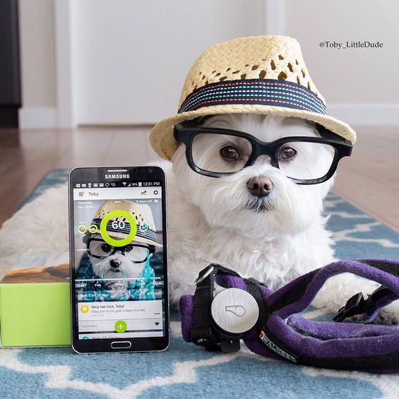 Meet Toby, The Hipster Dog That’s Taking Over Instagram - Women Daily ...