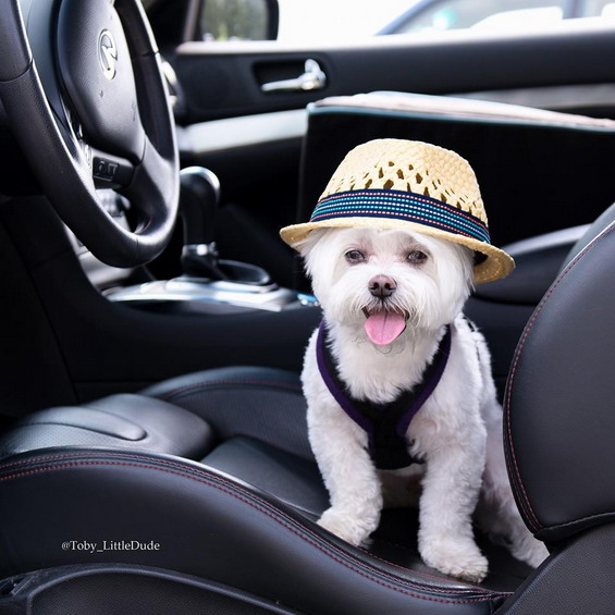 Meet Toby, The Hipster Dog That’s Taking Over Instagram ... - 565 x 565 jpeg 80kB