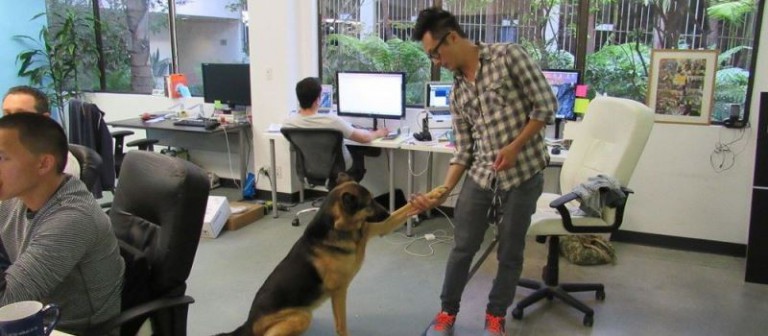 employees-allowed-to-bring-their-dogs-to-work-women-daily-magazine