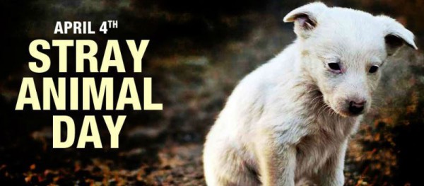 World Stray Animals Day Archives - Women Daily Magazine