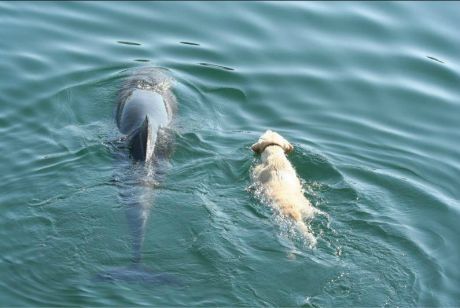 https://www.womendailymagazine.com/wp-content/uploads/2016/04/Unique-Friendship-Dolphin-and-Dog-Go-Swimming-Together-Every-Day-3.jpg