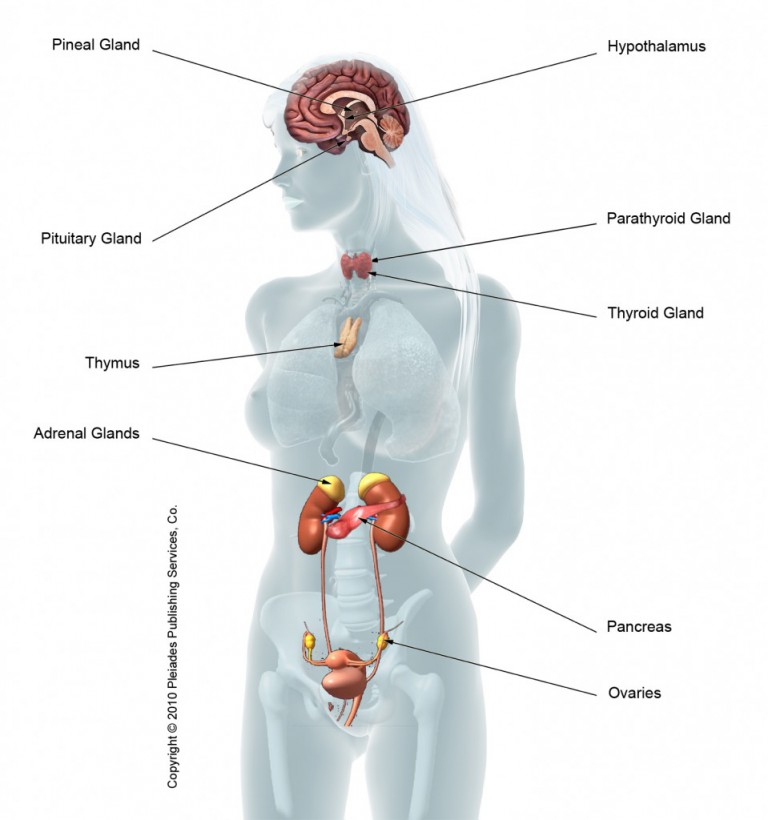 Here Are The 6 Hormones Responsible For Weight Gain In Women - Women ...