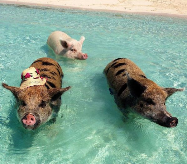 7 Swimming Pigs Found Dead In Bahamas After Tourists Gave Them Alcohol   7 Swimming Pigs Found Dead In Bahamas After Tourists Gave Them Alcohol 8 600x528 