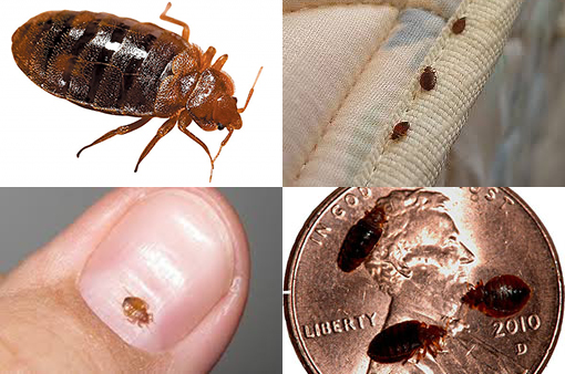 bed bugs on mattress pictures