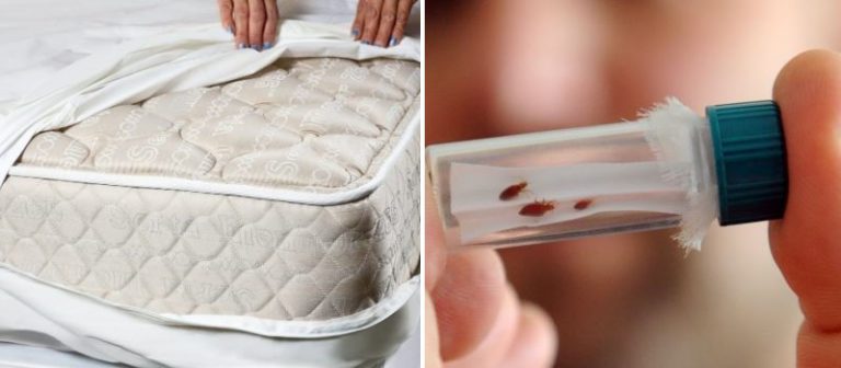 protect mattress from bed bugs