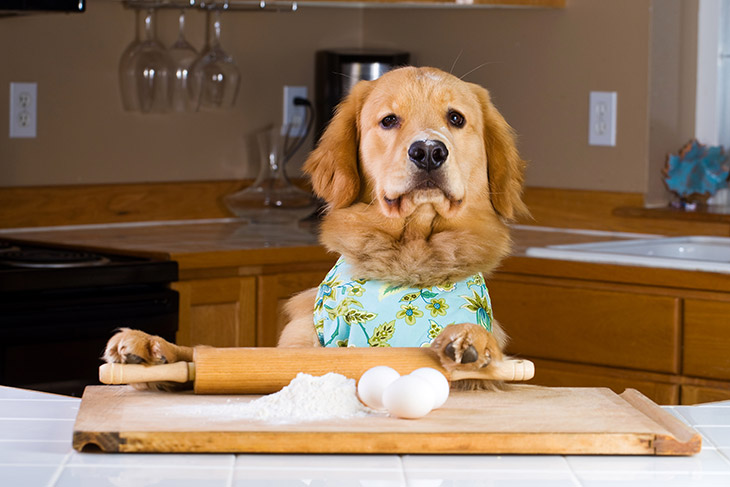 5 Surprising Health Benefits Of Home Cooked Meals For Your Dog Women 