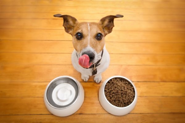 A Basic Guide To Feeding Your Dog 1 Women Daily Magazine