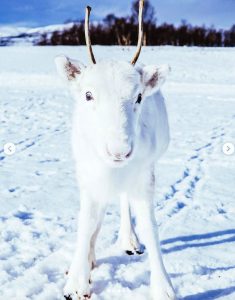 Unique and Rare Beauty: Photographer Captures Photos of Rare White Baby ...