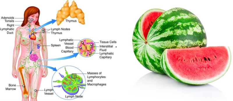 Watermelon Effectively Detoxifies Hydrates And Cleanses Your Entire 