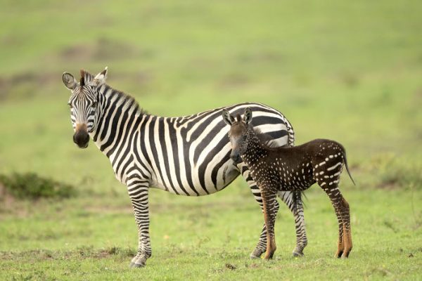 one-of-a-kind-meet-the-zebra-that-was-born-with-dots-instead-of-stripes