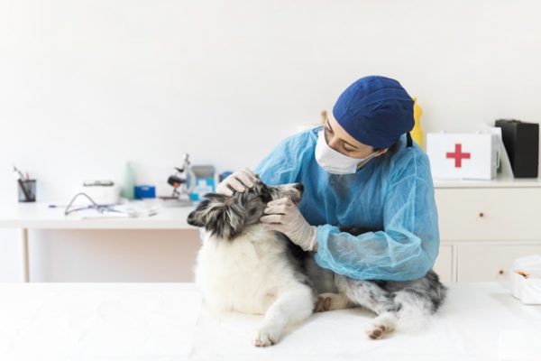 how-to-become-a-veterinary-technician