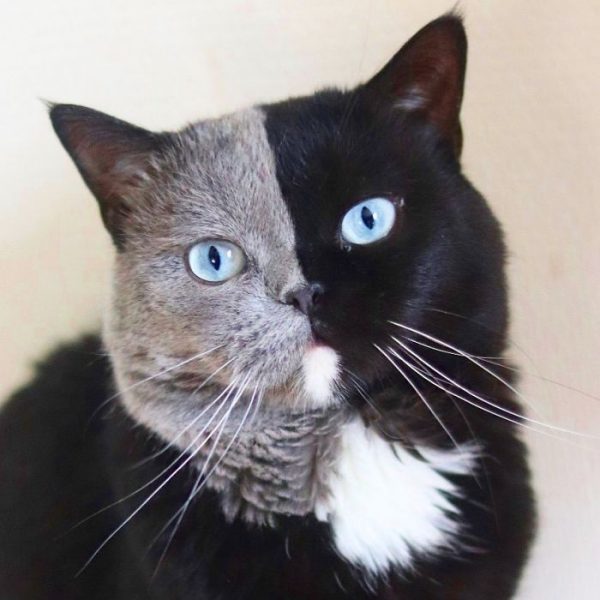 The Cat With Split-Colored Face Becomes a Father To Kittens In Each Of ...