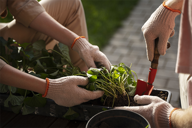 autumn allotment ideas