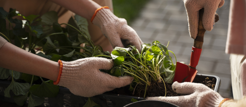 autumn allotment ideas