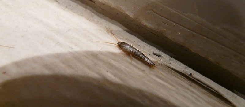 silverfish